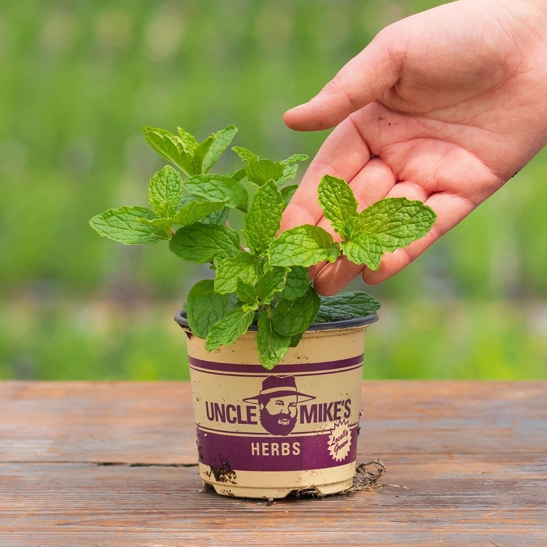 Mint – Kentucky Colonel – 4″ Pot